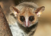 Muselemur fra Madagaskar