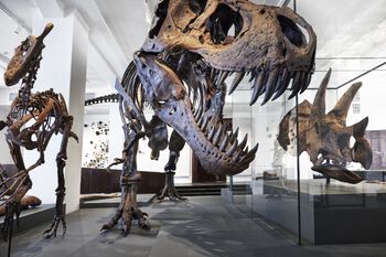 Dinosaurene Våre mest populære dyr finner du i første og andre etasje i Brøggers hus. Her kan du blant annet stå ansikt til ansikt med Roar, en vaskeekte Triceratops-skalle, og kikke opp på tyrannosaurusen Stan, en av de største rovdinosaurene som noen gang har levd.