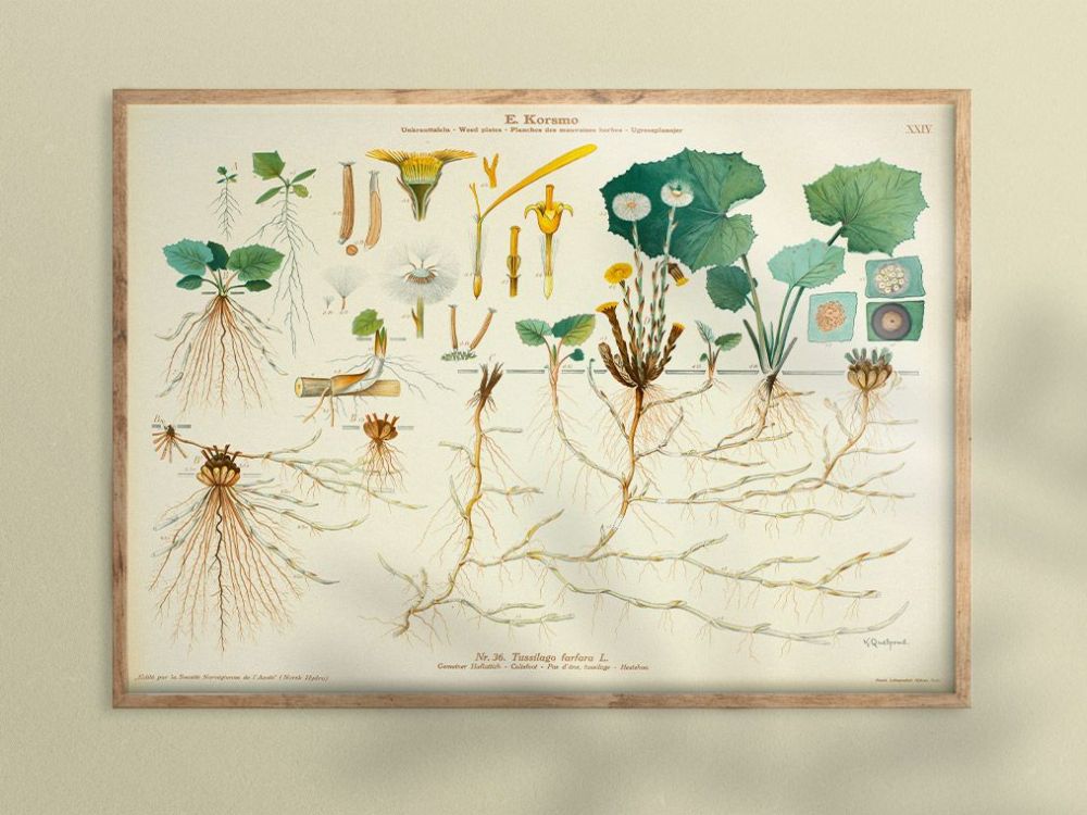 Originaltrykk av Emil Korsmos botaniske plansjer fra 1930-tallet.