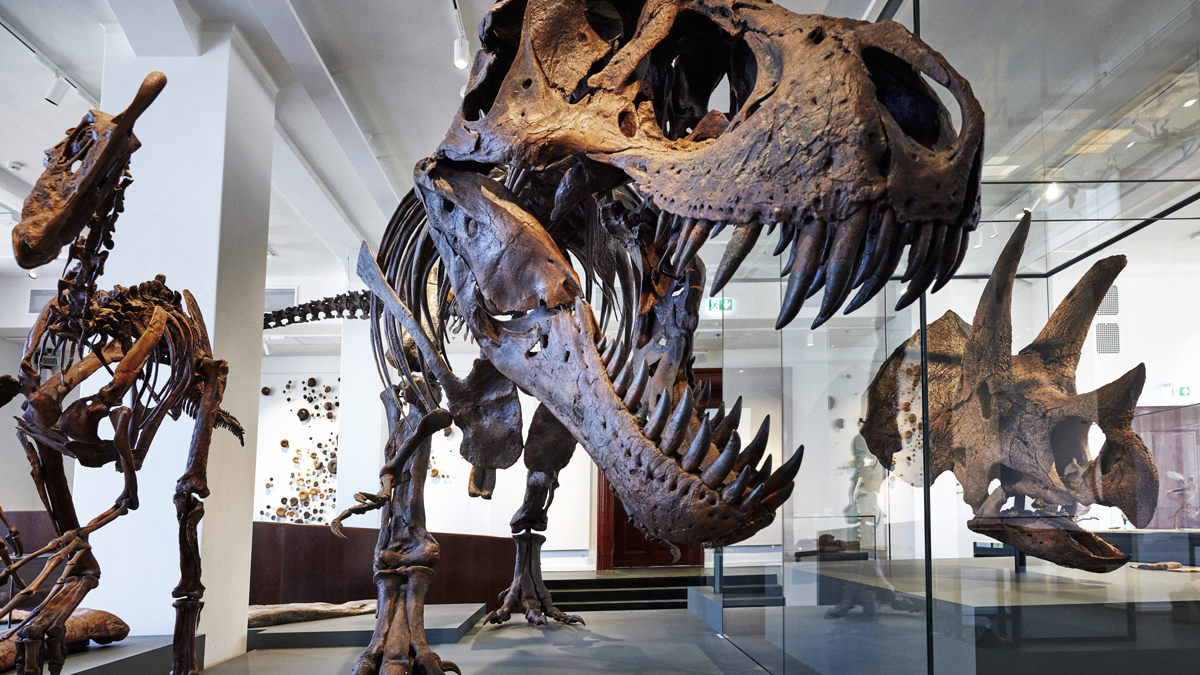 Modeller av dinosaurus-skjeletter på podie i utstilling på naturhistorisk museum. Andre objekter i bakgrunnen.