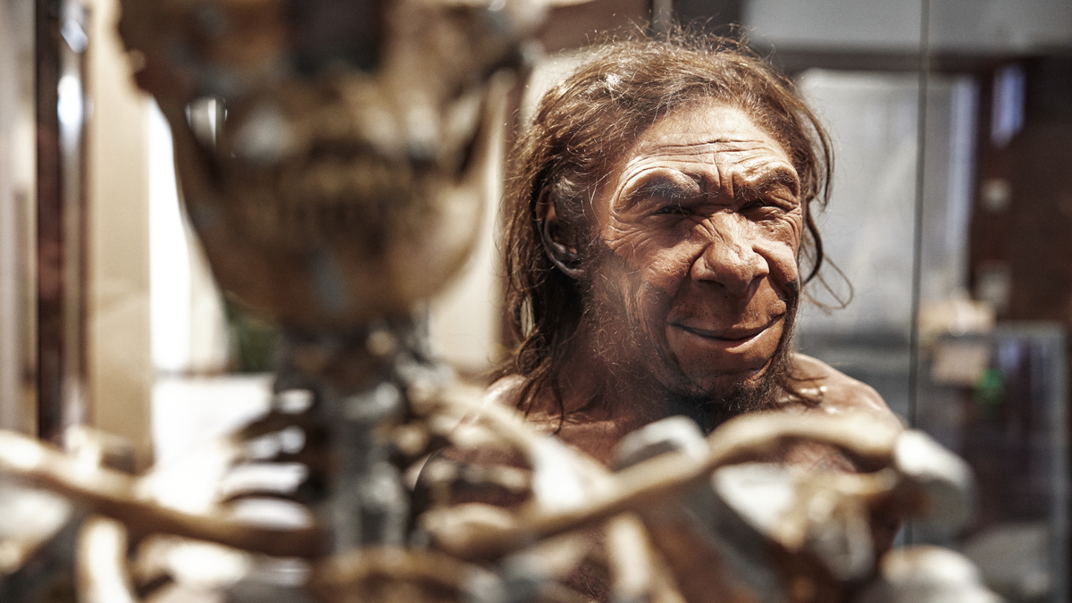 Modell og skjelett av neandertaler i monter på naturhistorisk museum