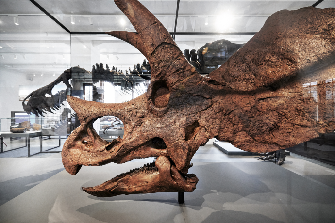 triceratops-skalle med tyrannosaurus-modell i bakgrunnen i museumsutstilling