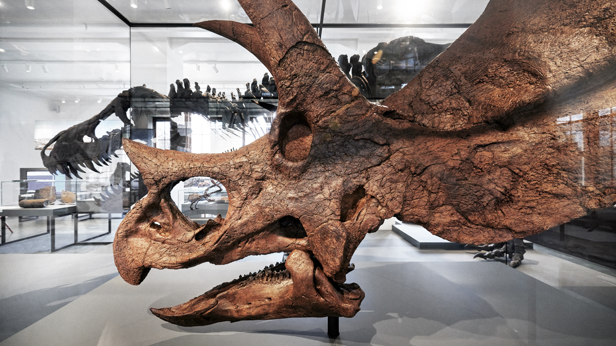 Triceratops-skalle med modell av Tyrannosaurus i bakgrunnen, utstilling på naturhistorisk museum