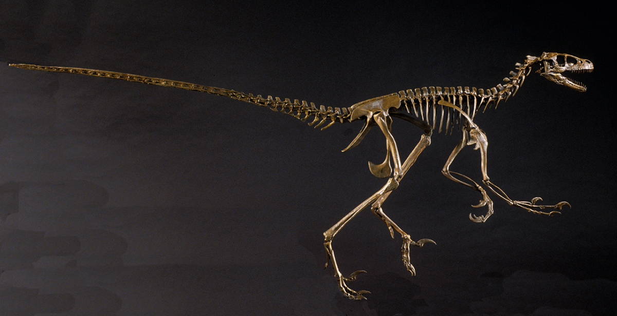dromaeosaurus-1280