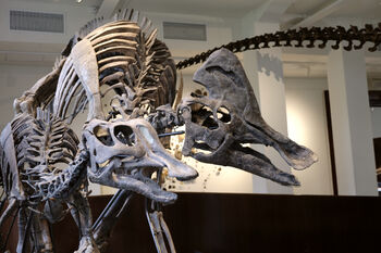 Dinosaurene Møt Norges eneste ekte dinosaur-skjeletter - Zelda og Zara. Her finner du også Roar, en vaskeekte Triceratops-skalle, og tyrannosaurusen Stan. 1. etasje Brøggers hus.