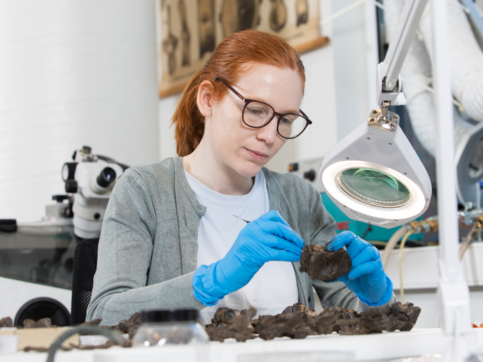 forsker i laboratorium rengjør fossilfragmenter