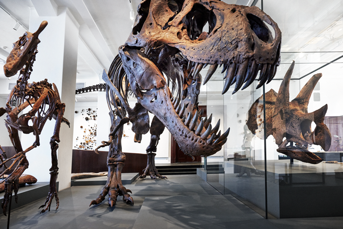 dinosaur skeleton models on podium in museum exhibition
