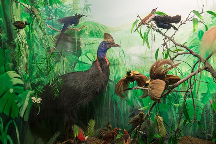 taxidermy animals on display in natural history diorama, painted background with rainforest 