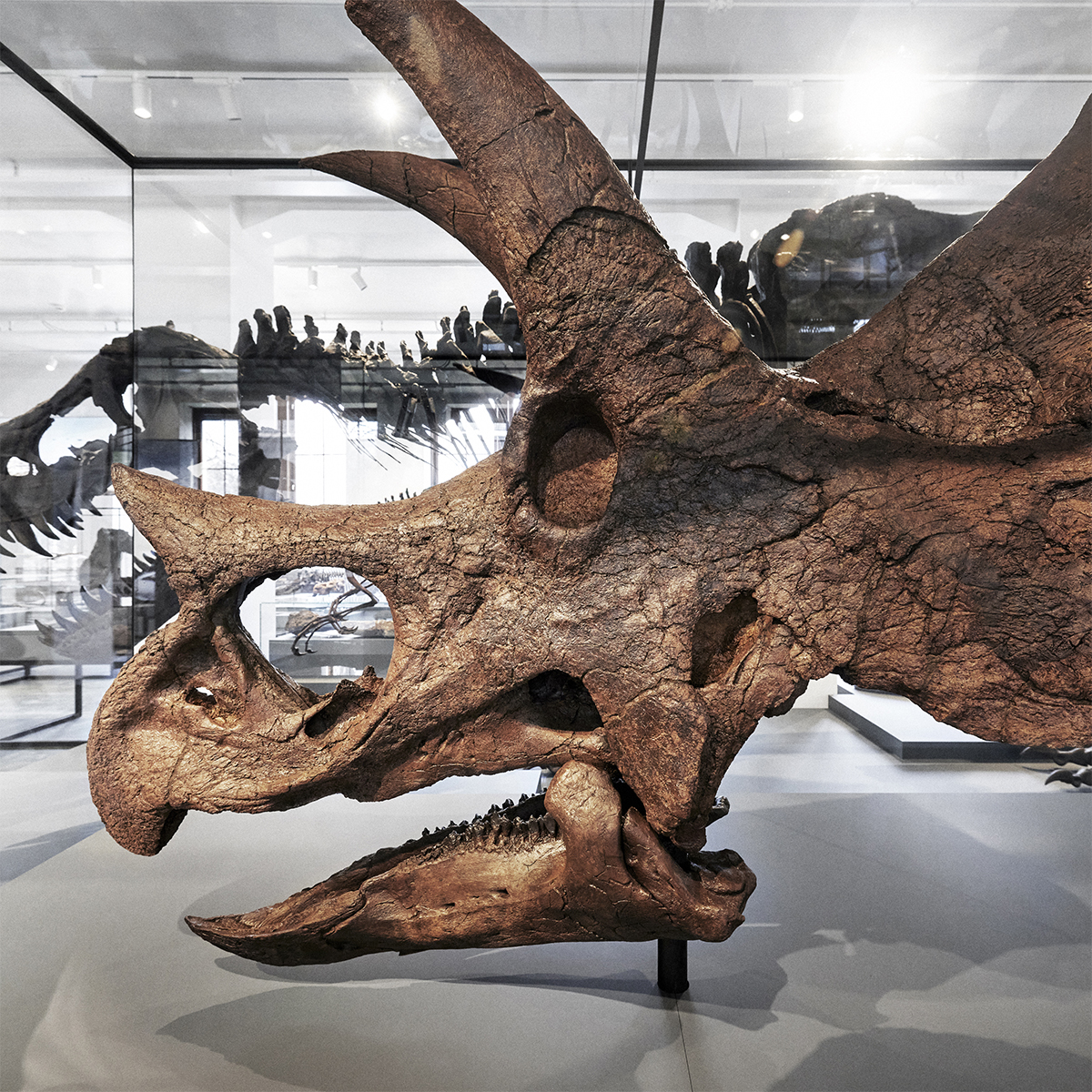 Ekte dinosaurskalle av triceratops