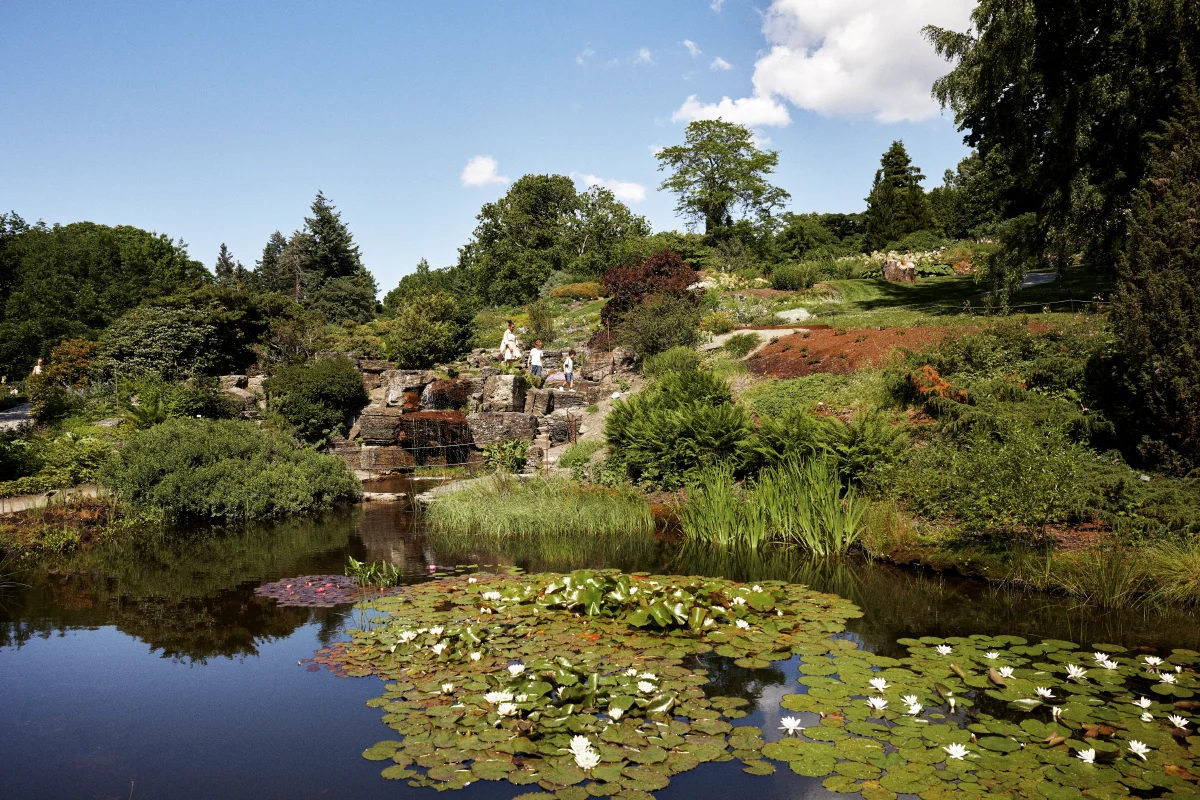 Bildet kan inneholde: hage, naturlig landskap, vegetasjon, botanisk hage, tre.