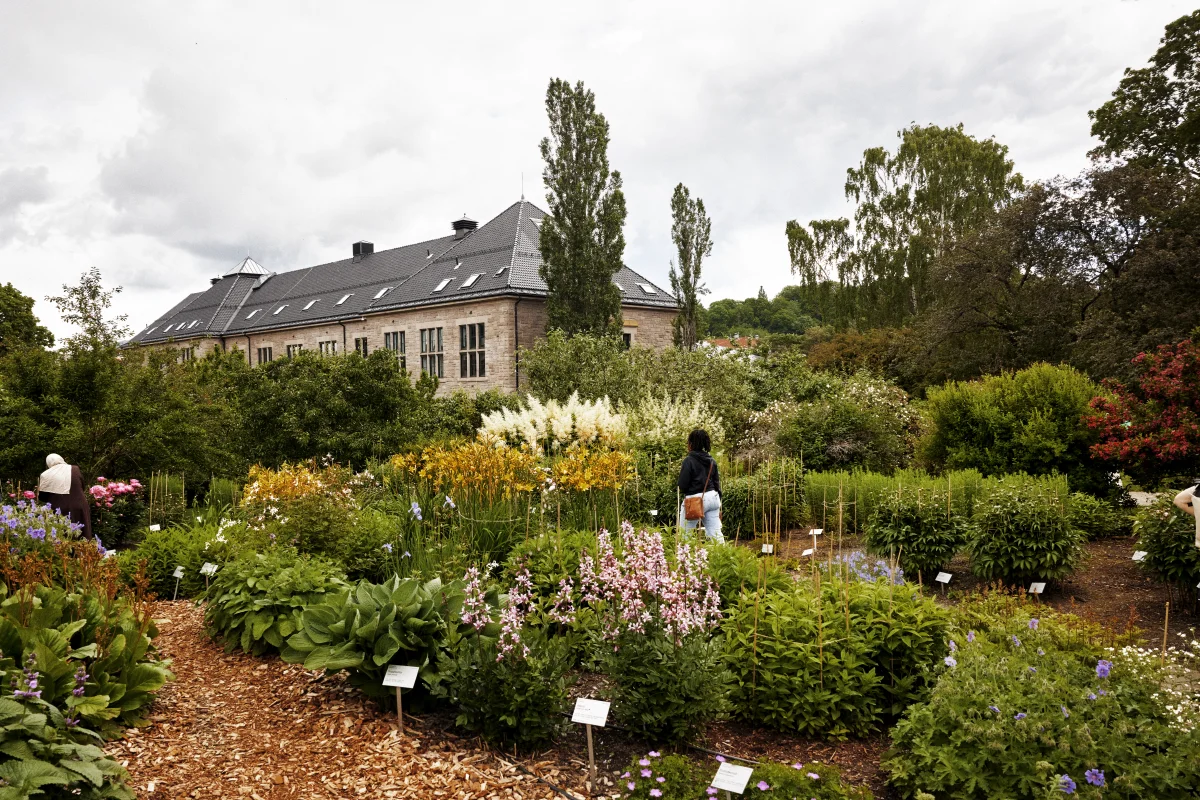Bildet kan inneholde: blomst, anlegg, himmel, kronblad, naturlig landskap.