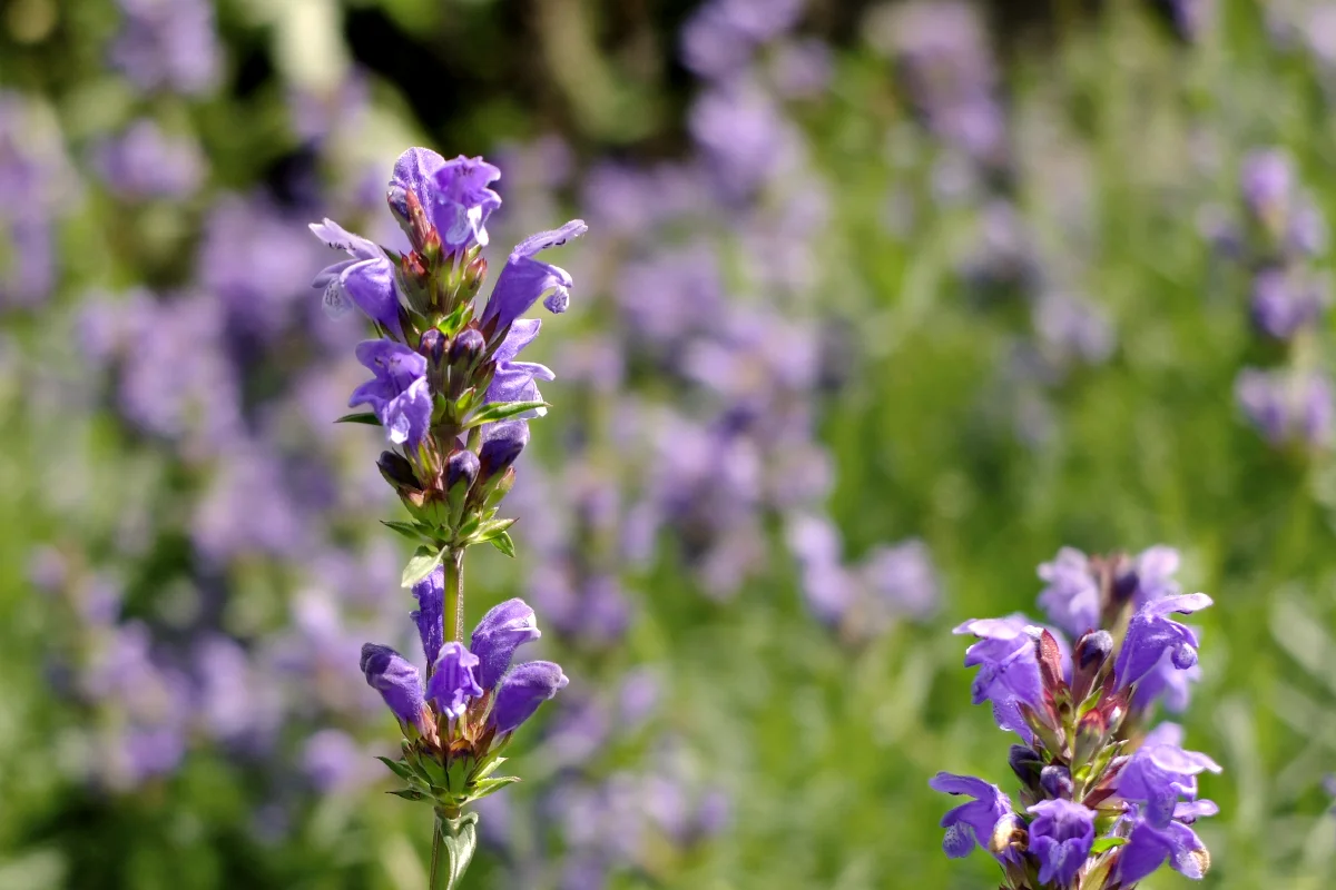 Bildet kan inneholde: anlegg, blomst, plantesamfunn, naturlig landskap, gress.