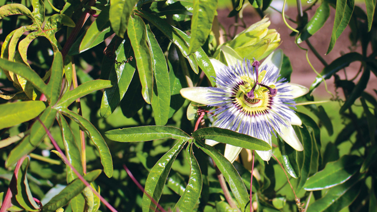 Pasjonsblomst