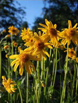 Solblom