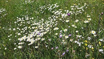 Bildet kan inneholde: blomst, anlegg, kronblad, gress, urteaktig plante.