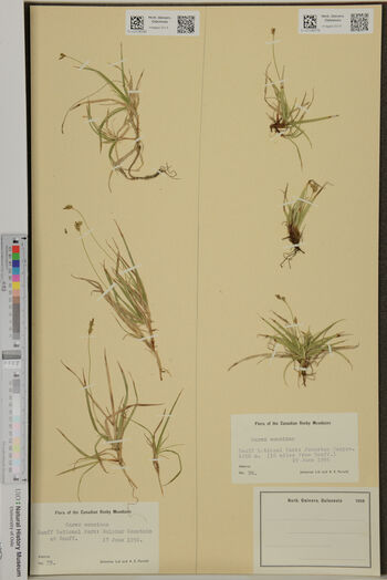 Plant ,Terrestrial plant ,Art ,Grass family ,Poster.