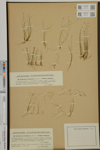 Botany ,Font ,Art ,Terrestrial plant ,Parallel.