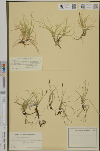 Plant ,Branch ,Organism ,Terrestrial plant ,Twig.