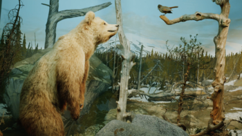 You can meet animals in Norwegian forest landscapes, like the the Eurasian brown bear and the Siberian jay.