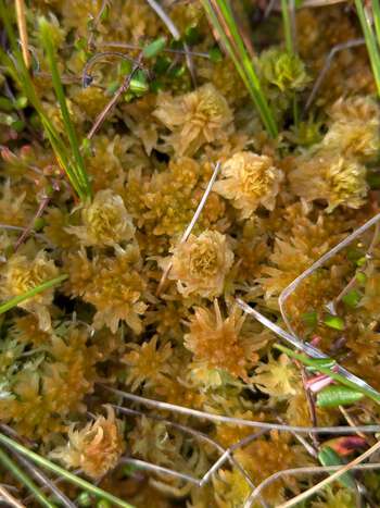Sphagnum, the ecosystem engineer and main peat-producing vegetation in Sphagnum-dominated peatlands.