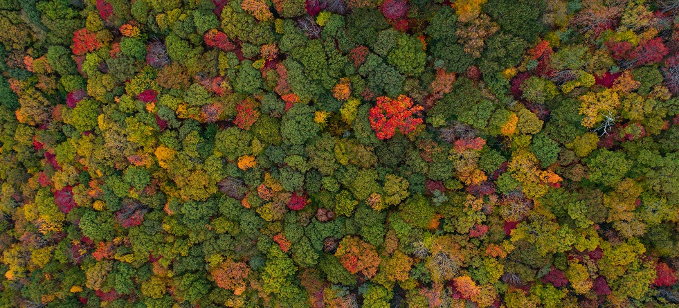 Photo taken from the air of a dense forest.