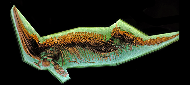 fossil ichtyosaur "Gamla"