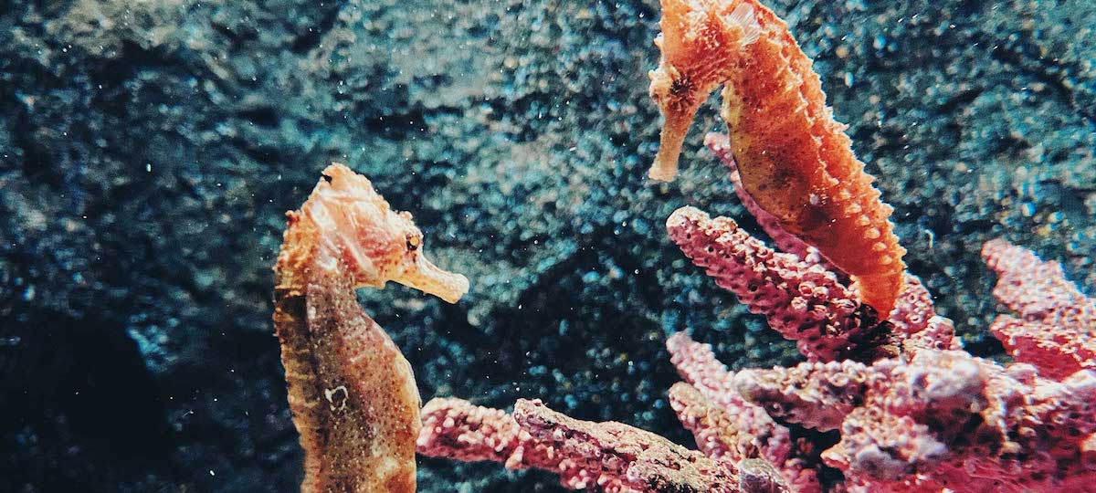 seahorses in aquarium