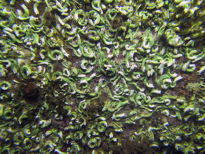 sessile worms attached to rock underwater