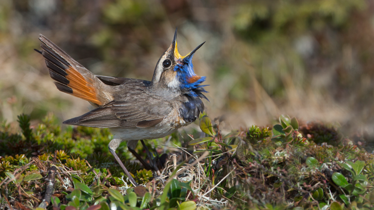 bird with blue throat singing