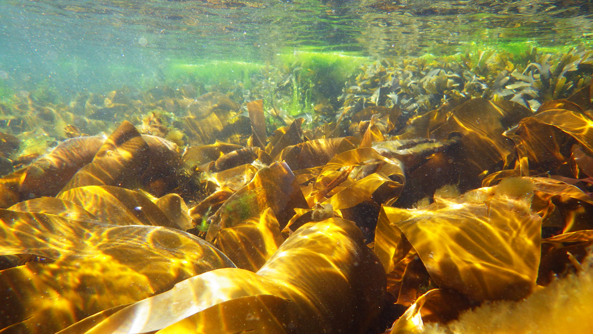 underwater image of kelp forest