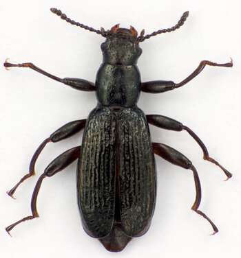 Aegialites beetle.