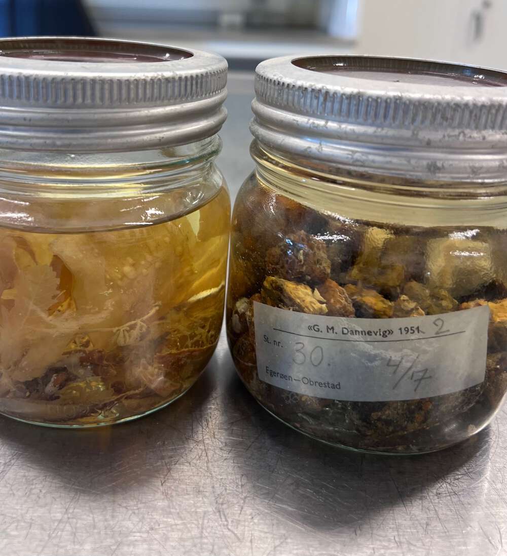 Two jars with unidentified bryozoan material from the Dannevig-collections