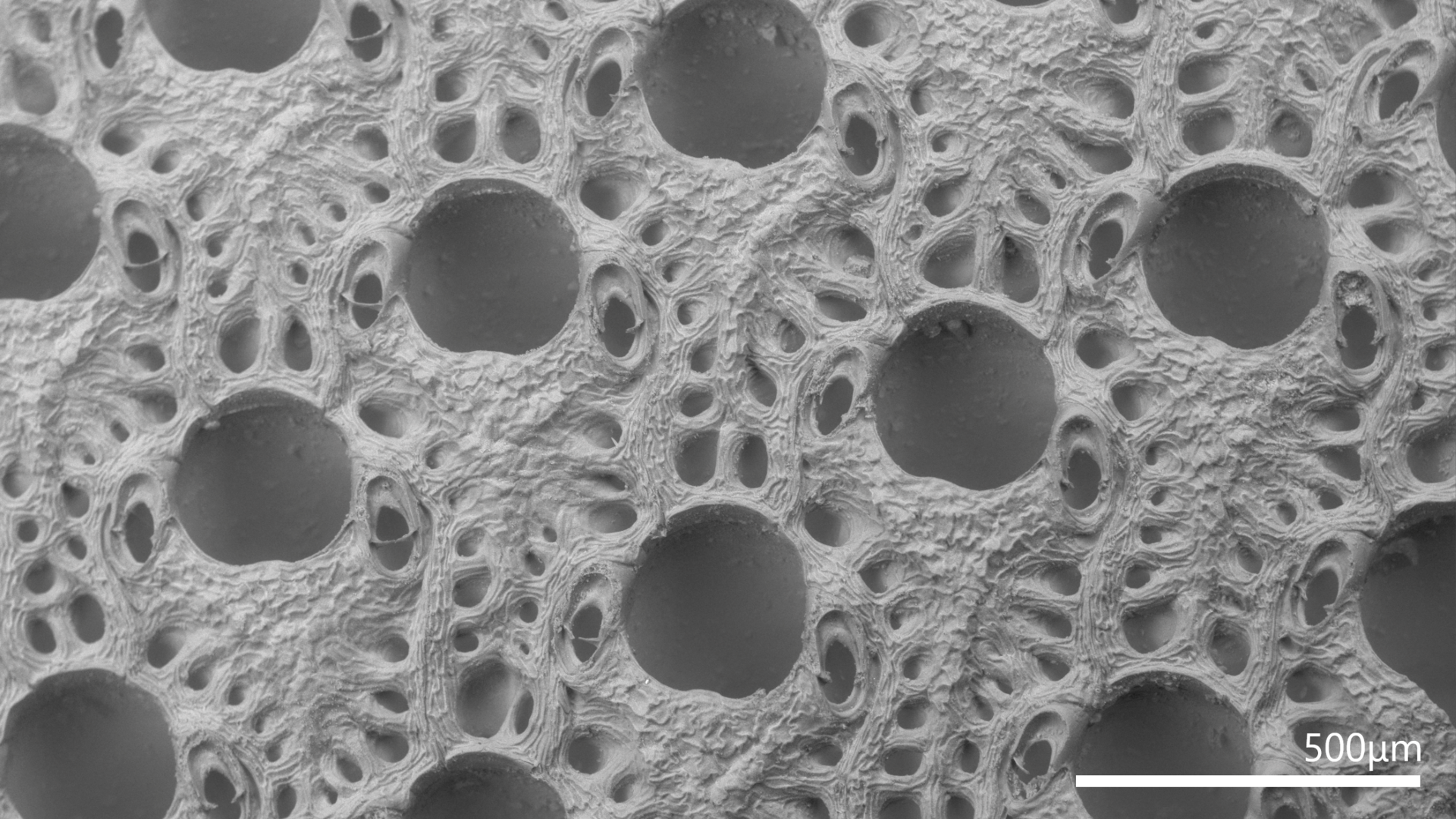 Photo of a bryozoan colony taken with an electron microscope