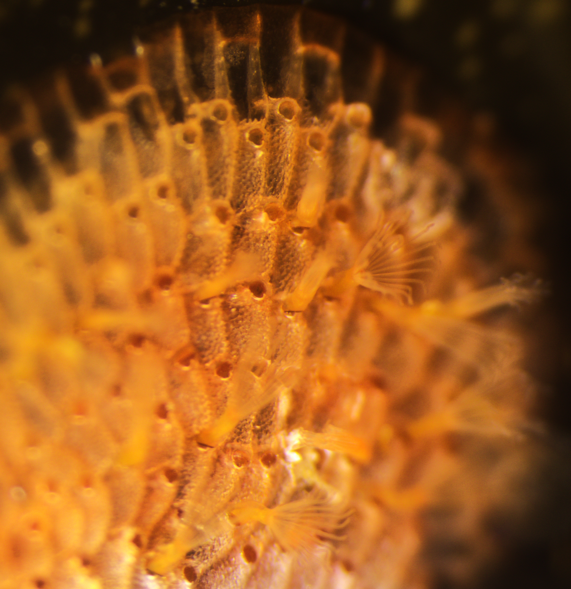 A photo of a Schizoporella japonica colony showing the orange color. Some zooids have their lophophores out