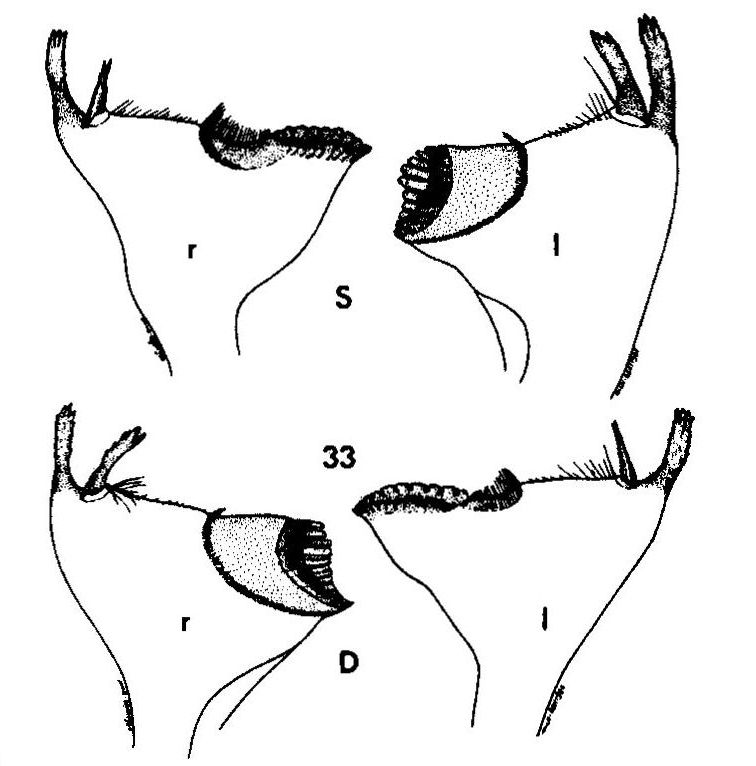 Heptagenia mandibles. Drawing Saaristo & Savolainen (1984).