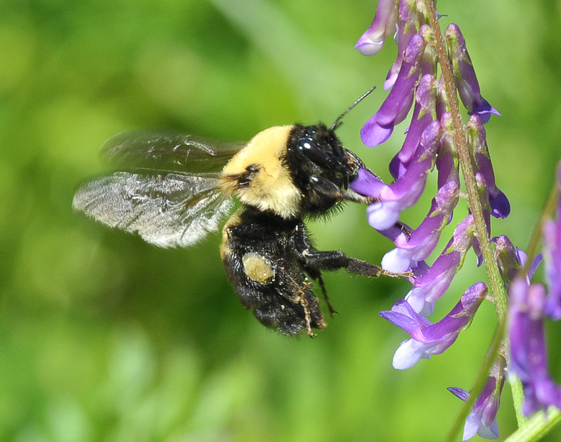 Image contains bumblebee from Georgia.