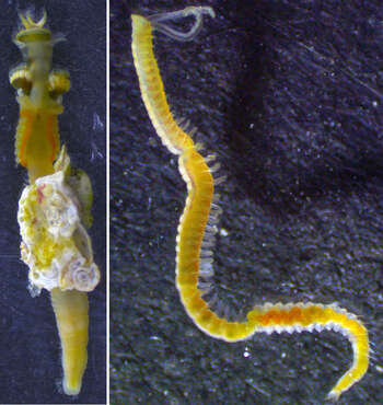 The left image shows a serpulid worm and the right one a spionid worm.