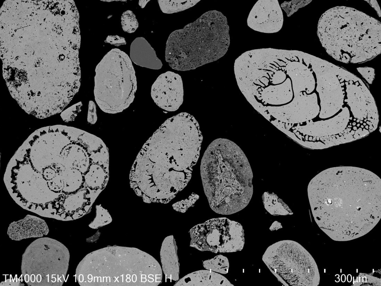 electron microscope backscattered-electron image showing apatite-replaced microfossils