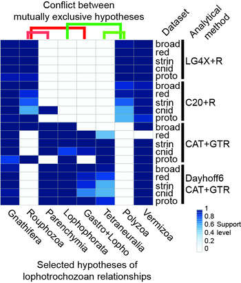 graphic showing the conflict of support for two mutually exclusive hypothesis within Lophotrochozoa