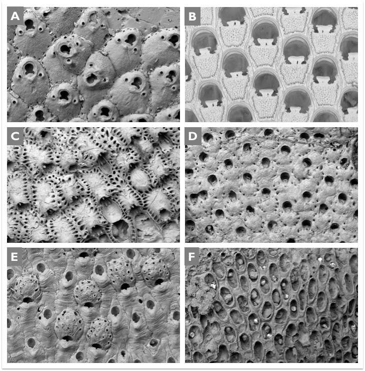 scanning electron microscope images of bryozoans, photo