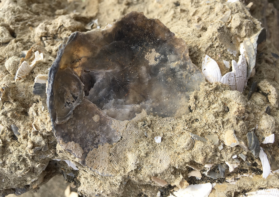 Bryozoans on a shell