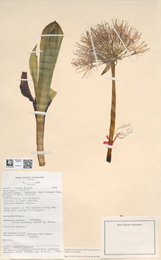 Plant collected in Cameroon and mounted on a herbarium sheet. Charlotte oversees more than one million herbarium objects in the vascular plants collection.