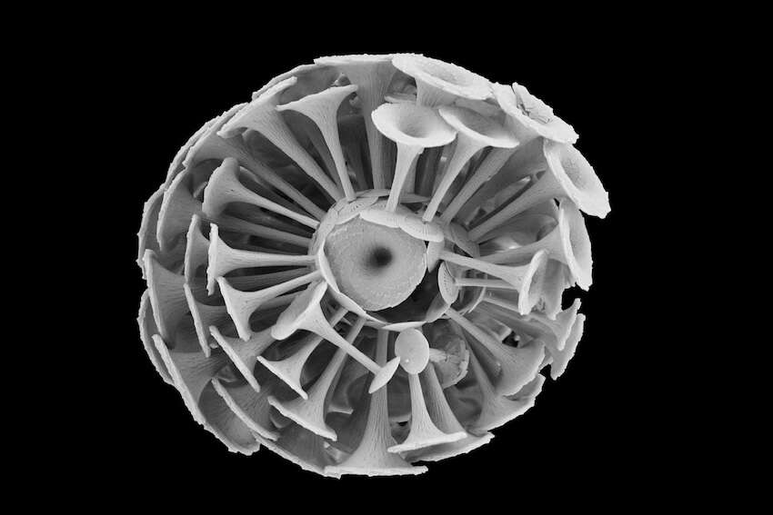 Discosphaera tubifer, a marine haptophyte