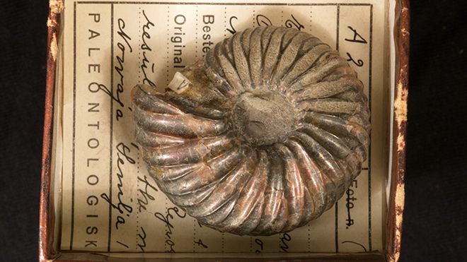 Ammonitter ,Nautilus ,Chambered nautilus ,Fossil ,Metall.