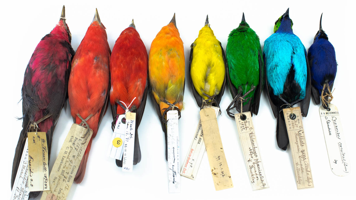 colorful bird specimens from a museum collection