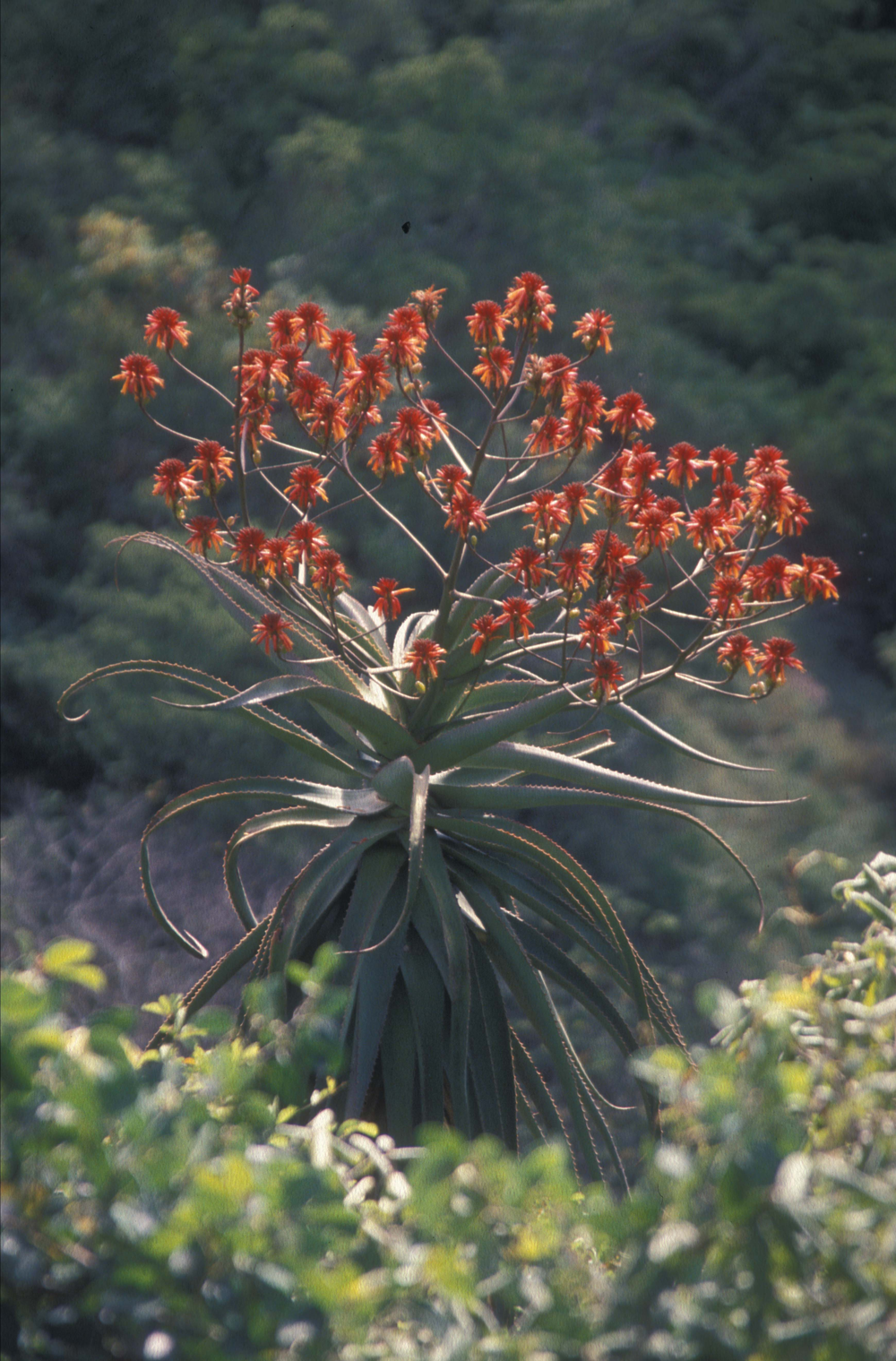 Aloe volkensii&amp;#160;i Tanzania.