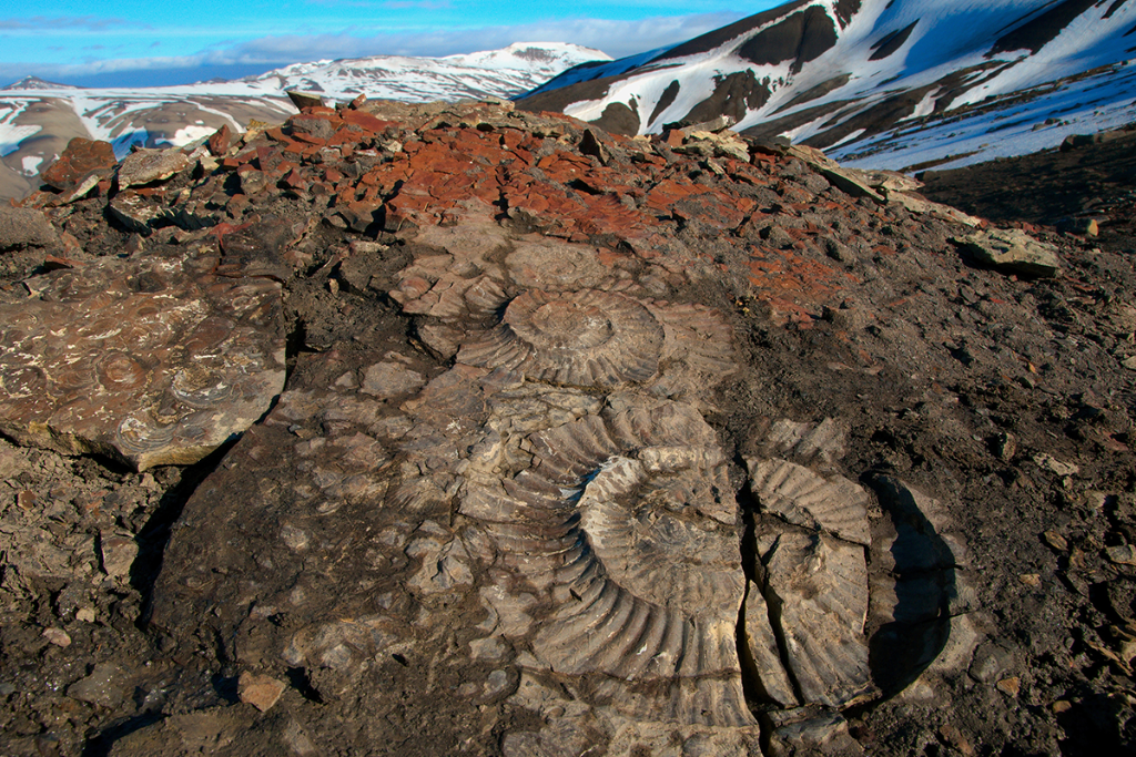 Fossilene ligger ofte åpne i terrenget, slik som på dette bildet fra Svalbard. Dette er avtrykk av skallet til to blekkspruter av type ammonitt. De er ca. 150 millioner år gamle.