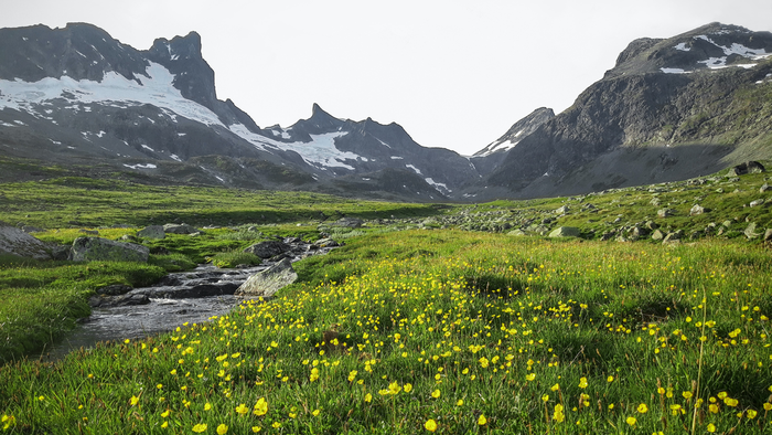 Bildet kan inneholde: tekstil, anlegg, organisme, oransje, vegetasjon.