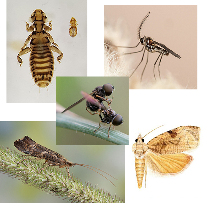 Collage med ulike insektgrupper: fjærlus og gallmygg (øvre rad), øyefluer (i midten), vårfluer og viklere (nedre rad). 