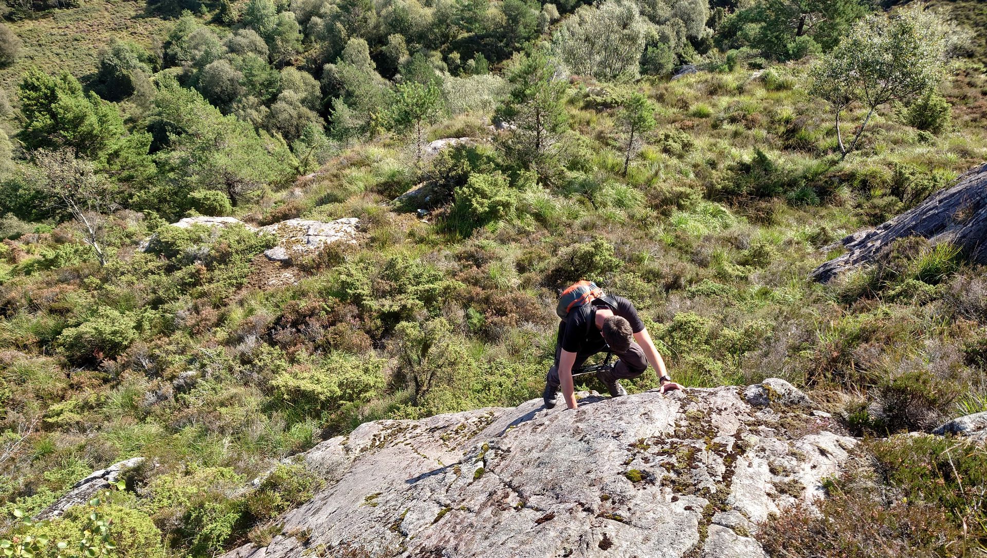 Bildet kan inneholde: plantesamfunn, plante, berggrunn, skråning, fjell.